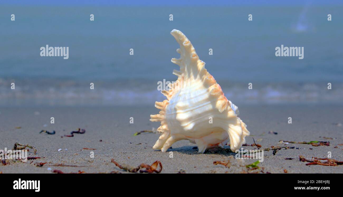 Eine Muschel oder Sea Shell, auch einfach als Shell bezeichnet, ist ein hartes, äußere Schicht um ein Tier, das im Meer leben. Die shell ist Teil Stockfoto