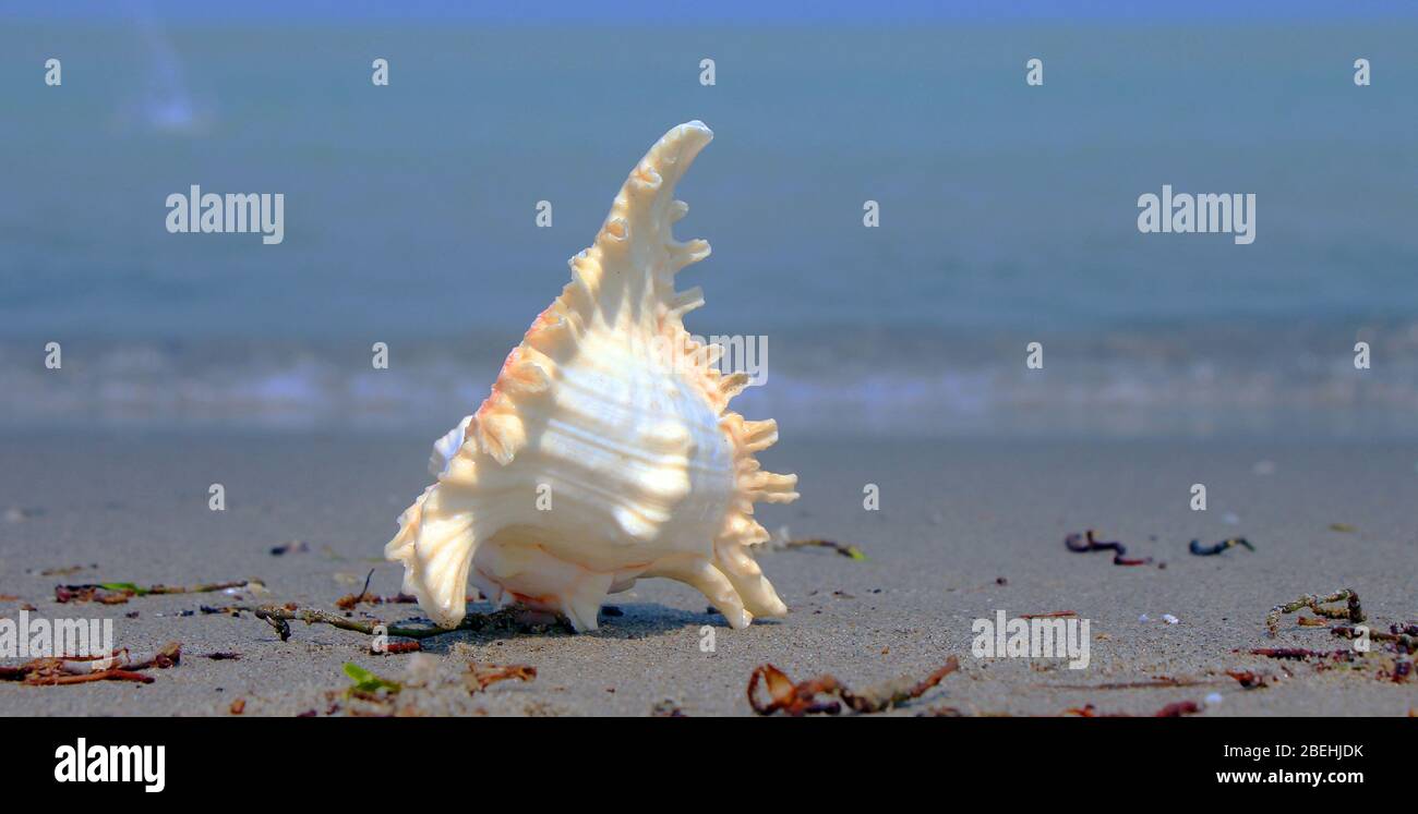 Ist Eine Muschel Ein Tier www.alamy.de