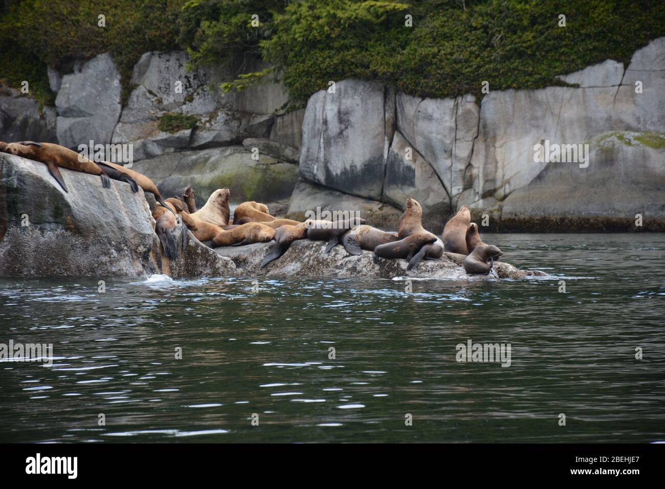 Steller Seelöwen auf dem Broughton Archipel/Johnstone Strait, British Columbia, Kanada Stockfoto