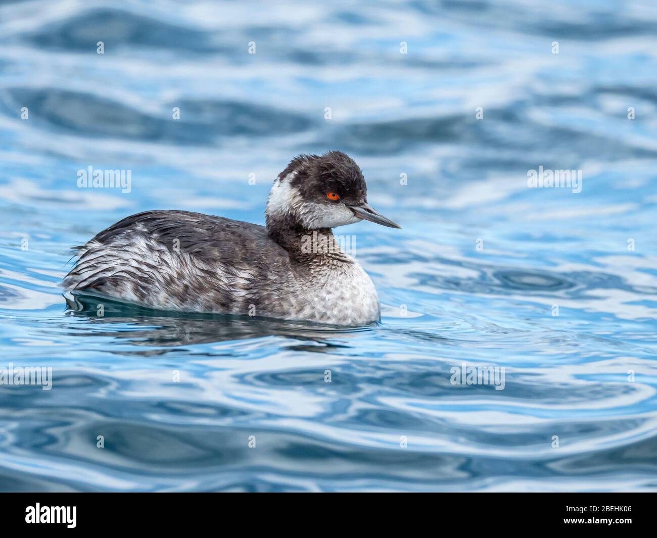 Ein flauschiger junger Westerngrebe, Aechmophorus occidentalis, Puerto Gato, Baja California Sur, Mexiko. Stockfoto