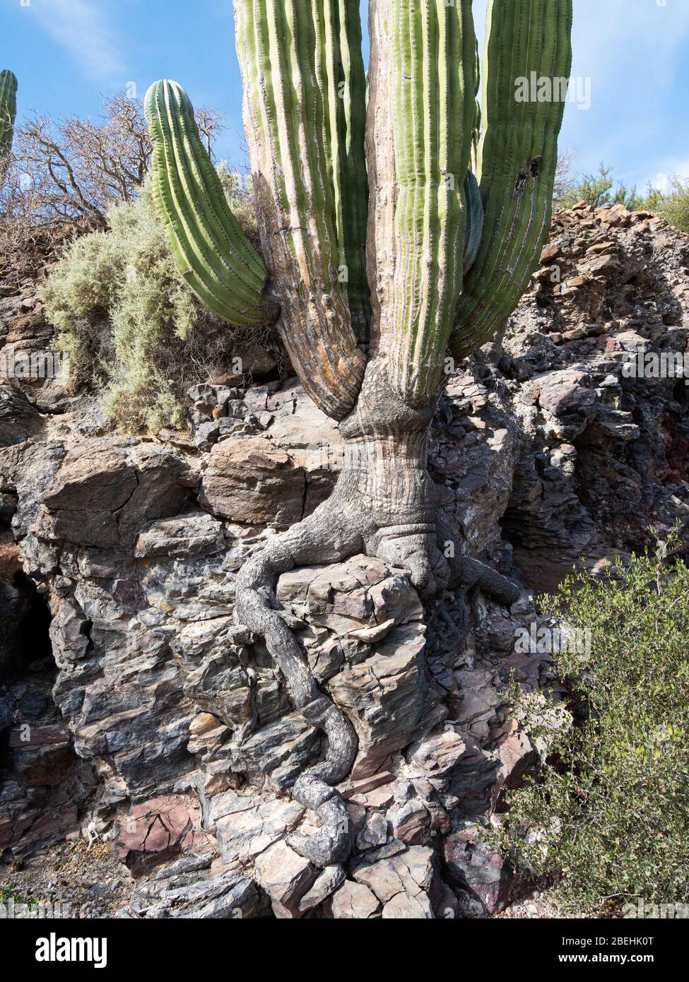 Exponierte Wurzeln des Riesencordon Kaktus (Pachycereus pringlei) Isla San Esteban, Baja California, Mexiko. Stockfoto