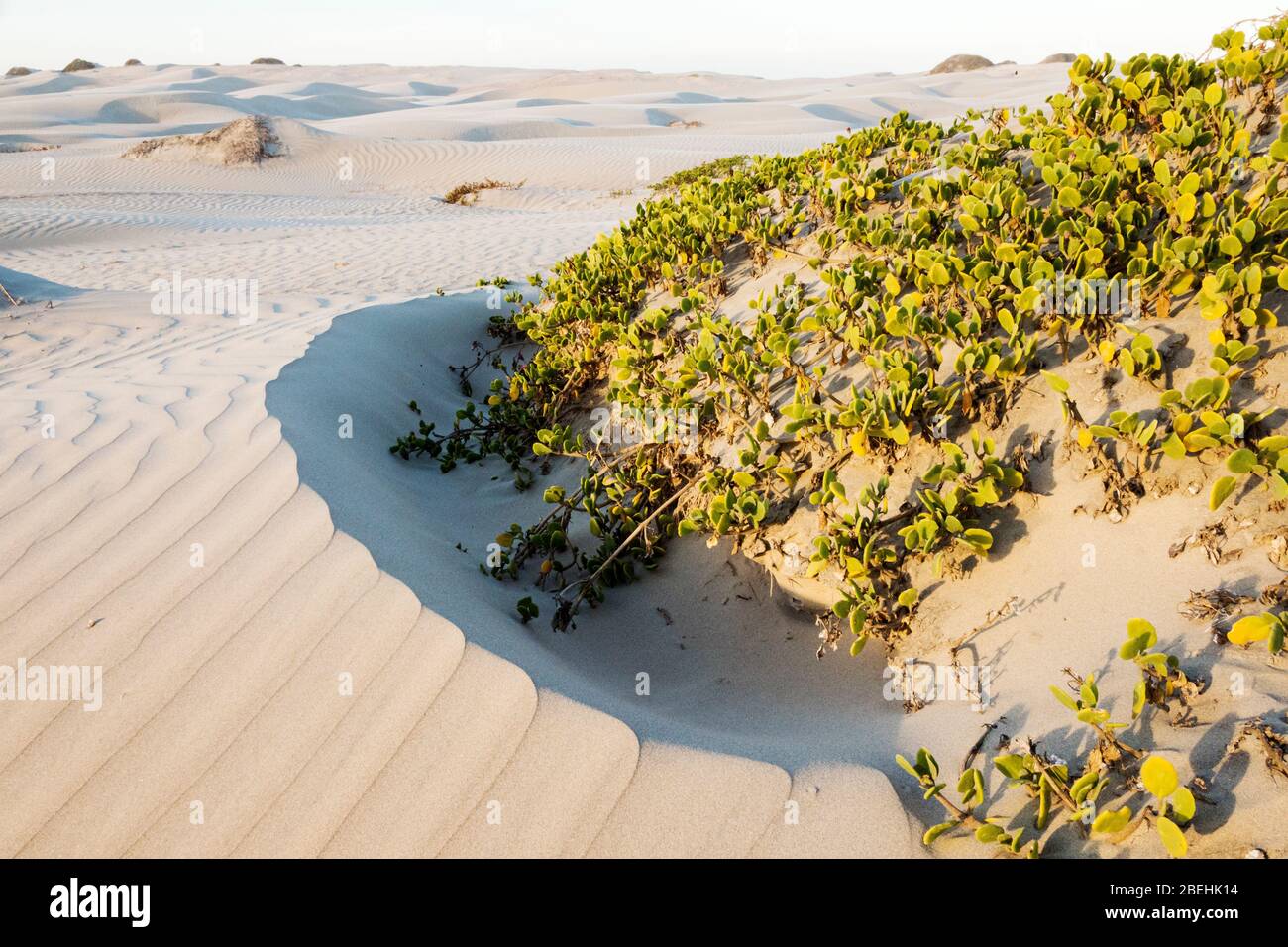 Muster in den Dünen am Sand Dollar Beach, Magdalena Island, Baja California Sur, Mexiko. Stockfoto