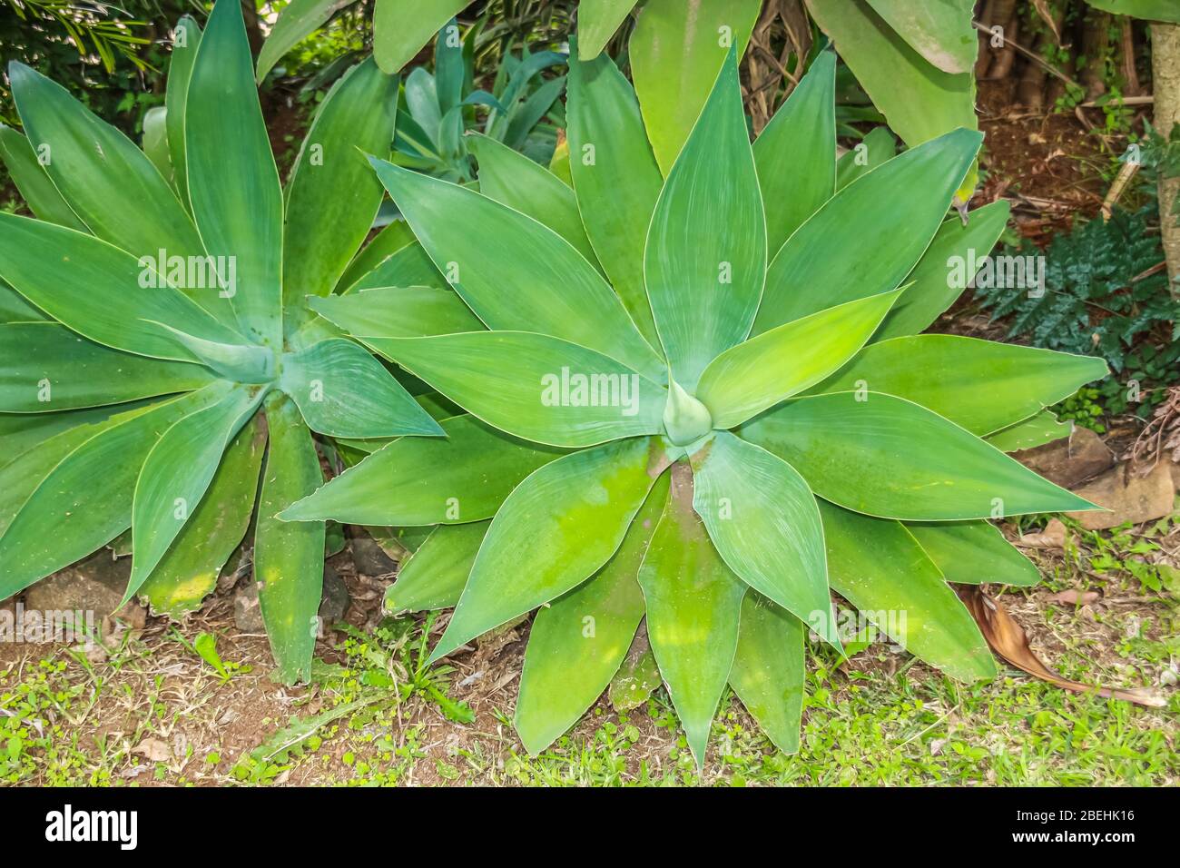 Agave attenuata ist eine Agavenart, die manchmal als Löwenschwanz, Schwanenhals oder Füchsschwanz bekannt ist. Stockfoto Agave attenuata ist eine Agavenart, die manchmal als Löwenschwanz, Schwanenhals oder Füchsschwanz bekannt ist. Stockfoto