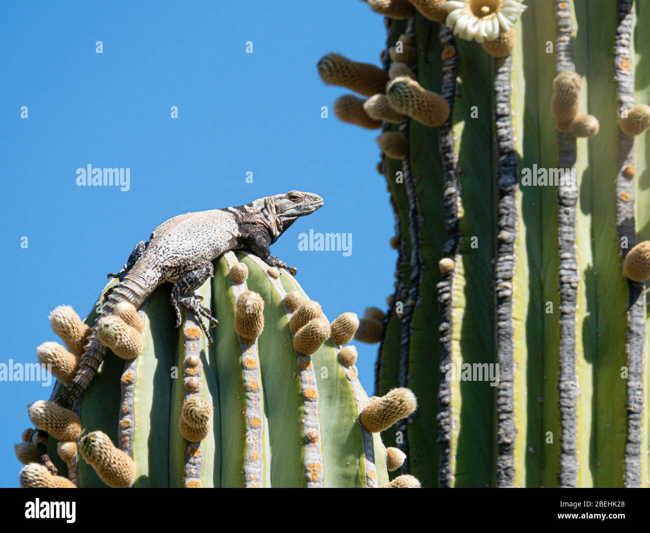 San Esteban Stachelschwanziguana, Ctenosaura auffalluosa, Kletterkaktus, Isla San Esteban, Baja California, Mexiko. Stockfoto