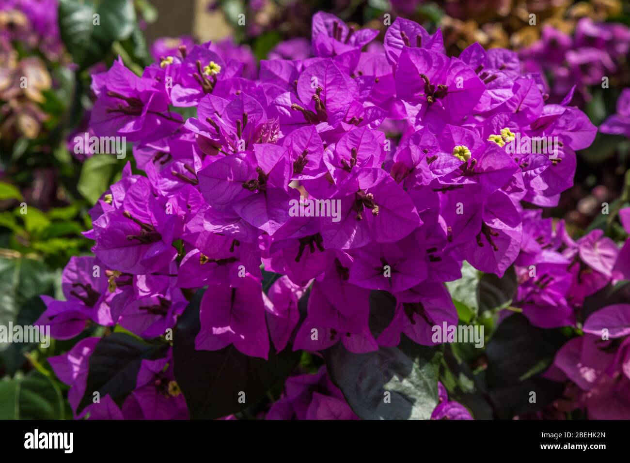 Nahaufnahme von violetten Bougainvillaea-Blüten (Bougainvillea glabra), vor einem grünen Hintergrund. Stockfoto
