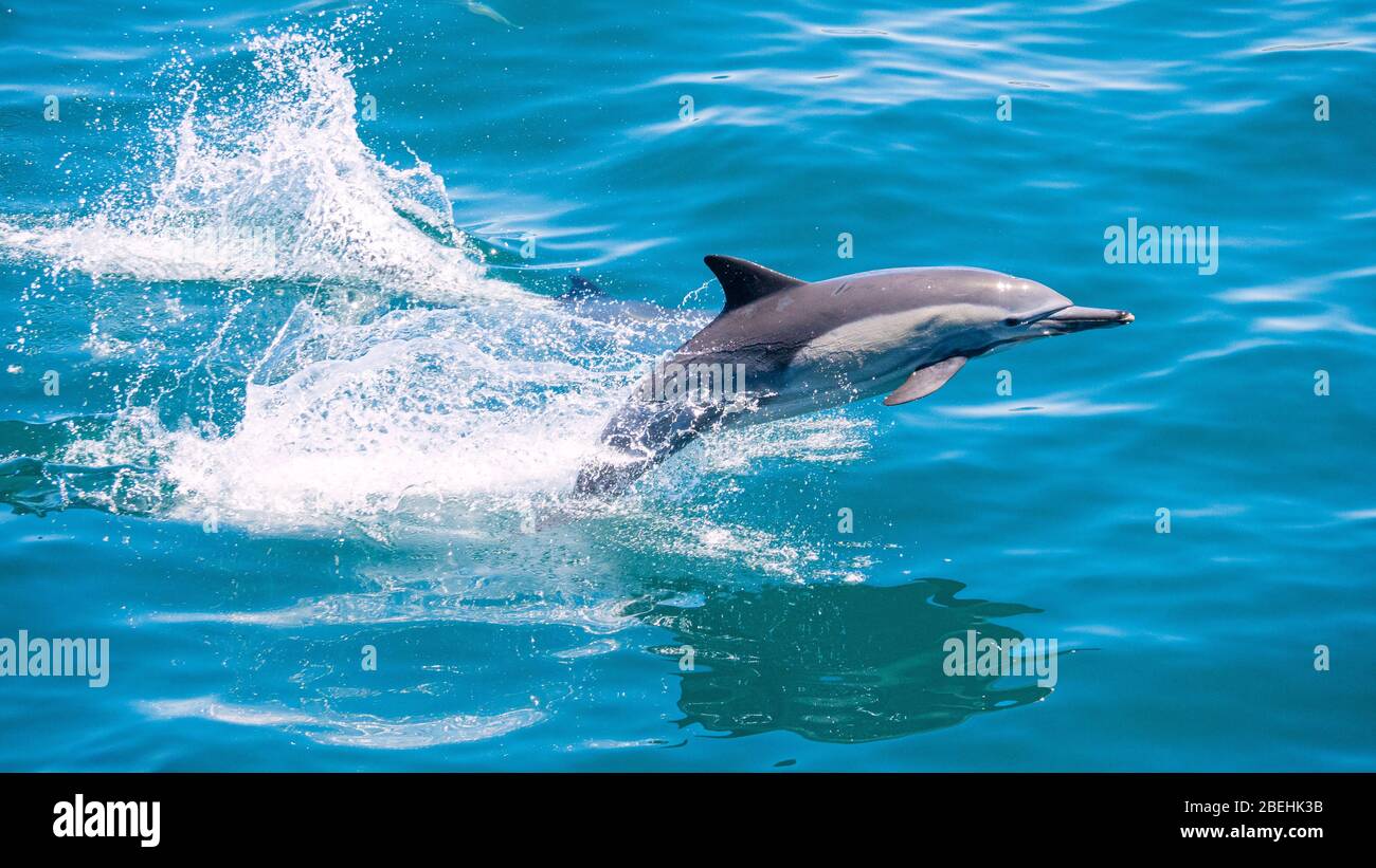 Langschnabeldelfin, Delphinus capensis, vor Isla San Marcos, Baja California Sur, Mexiko. Stockfoto