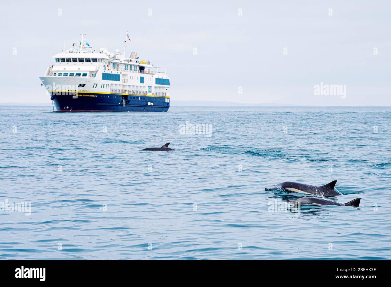 Langschnabelige gewöhnliche Delphine, Delphinus capensis, in der Nähe von NG Venture in San Ignacio Lagoon, Baja California Sur, Mexiko. Stockfoto