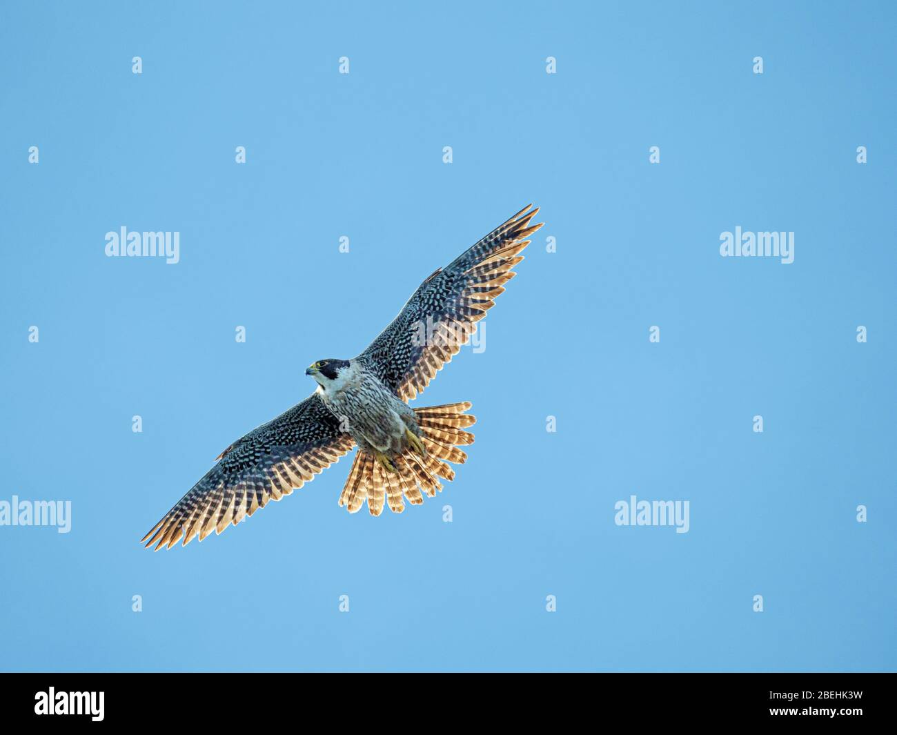 Erwachsener Wanderfalke, (Falco peregrinus), im Flug in der Nähe von Isla San Esteban, Baja California, Mexiko. Stockfoto