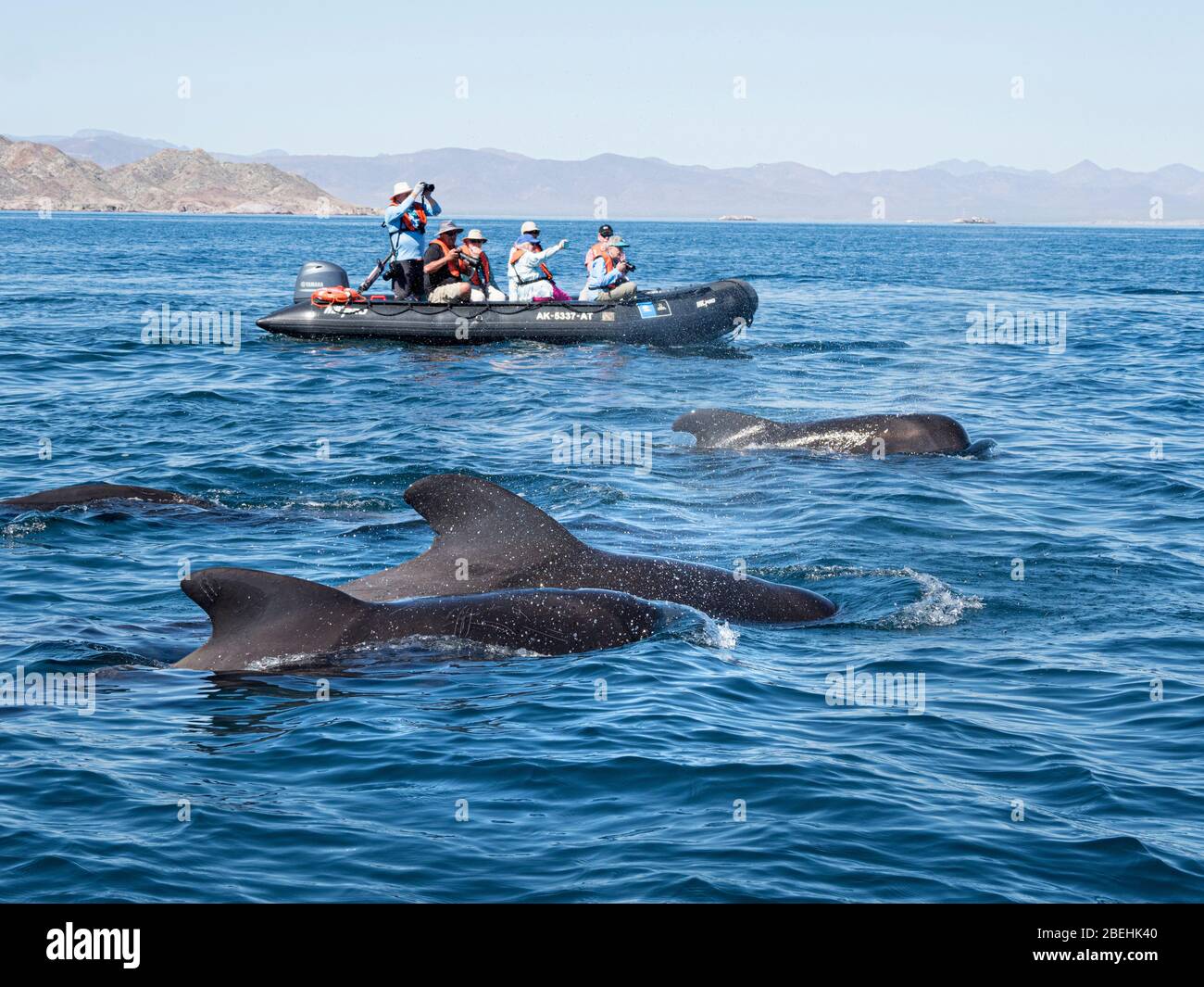 Kurzflocken-Pilotwale (Globicephala macrorhynchus), mit Zodiacs vor Isla San Marcos, Baja California Sur, Mexiko. Stockfoto