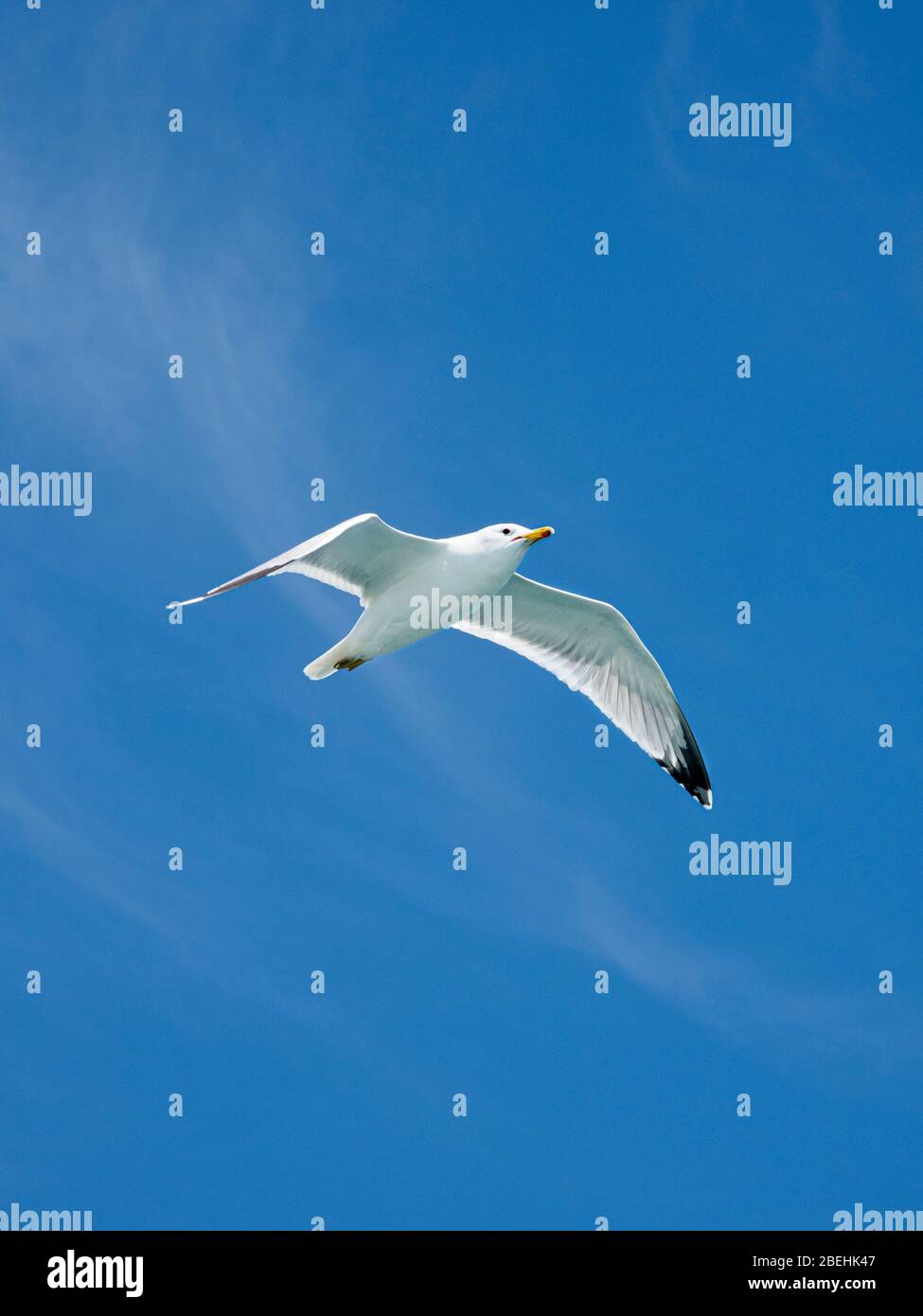 Erwachsene kalifornische Möwe (Larus californicus), im Flug bei Magdalena Island, Baja California Sur, Mexiko. Stockfoto