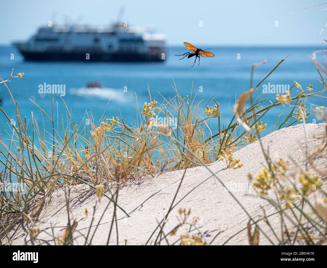 Tarantula Hawk, Pepsis spp, atPuerto Gato, Baja California Sur, Mexiko. Stockfoto