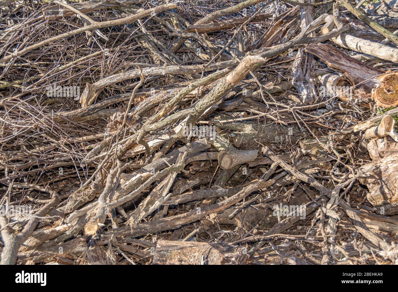 Verworrene Haufen von abgeschnittenen Ästen und Baumstämmen Stockfoto
