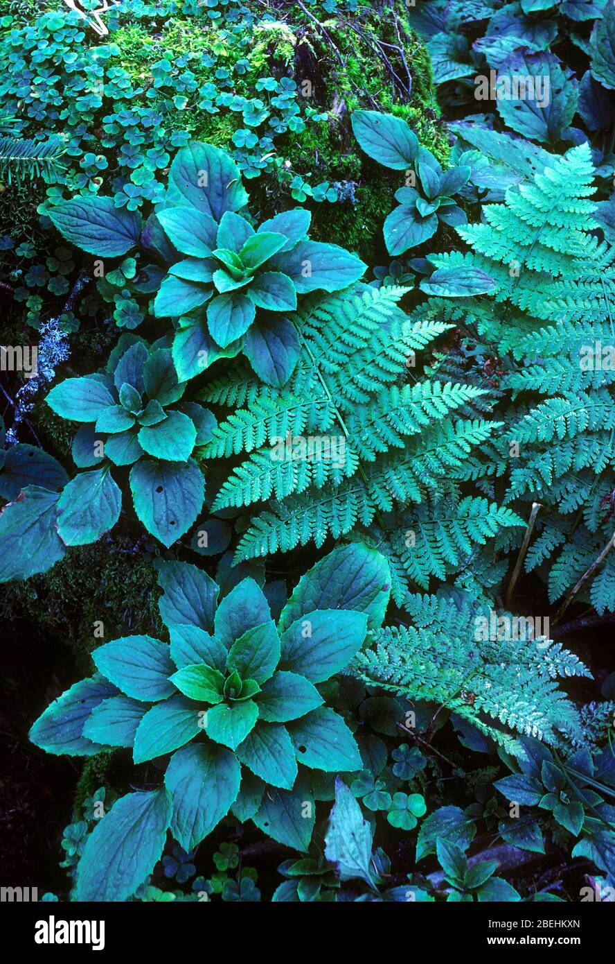 Farne und andere Pflanzen wachsen auf einem Pfad in den Great Smokey Mountains. Nationalpark. Stockfoto