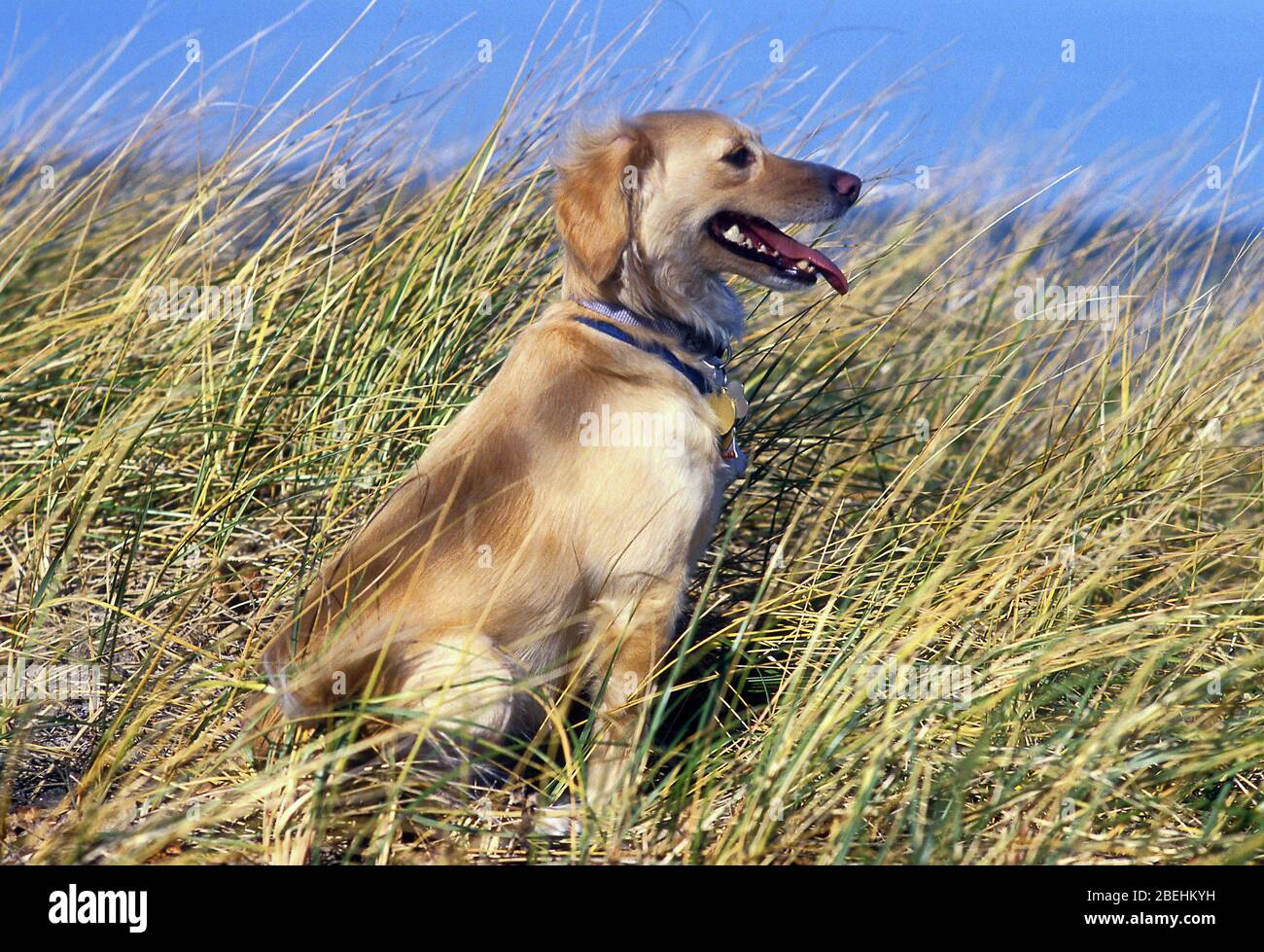 Kleiner Hund im hohen Gras. Stockfoto