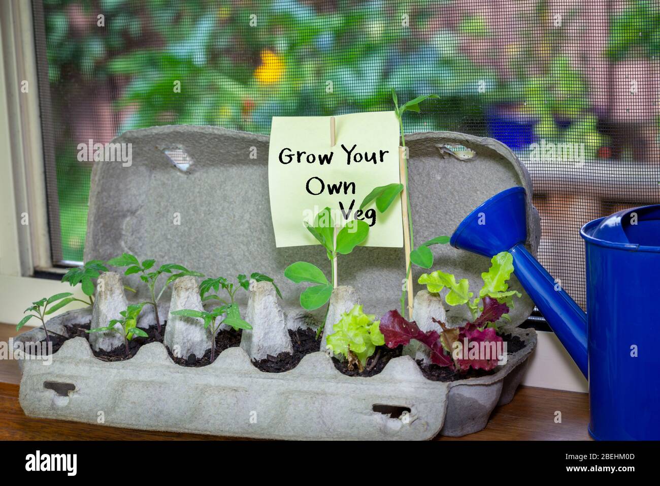 Gemüsesämlinge wachsen in wiederverwendeten Eierkarton im Fenster mit handgeschriebenem Zeichen, wachsen Sie Ihre eigenen zu Hause, sparen Sie Geld Abfall zu reduzieren Stockfoto
