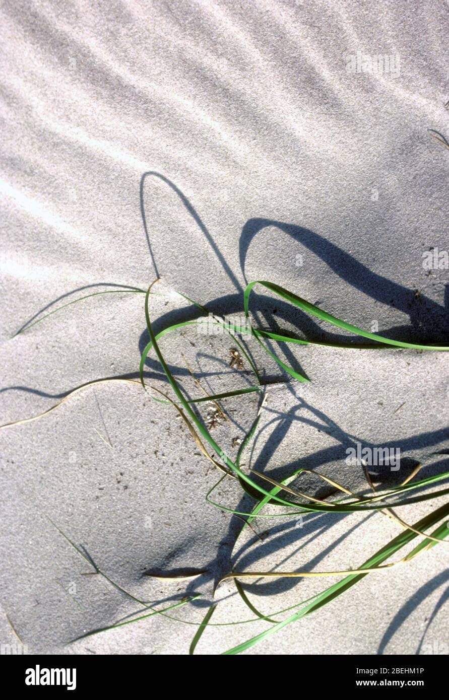 Gras und Sand am Strand. Stockfoto