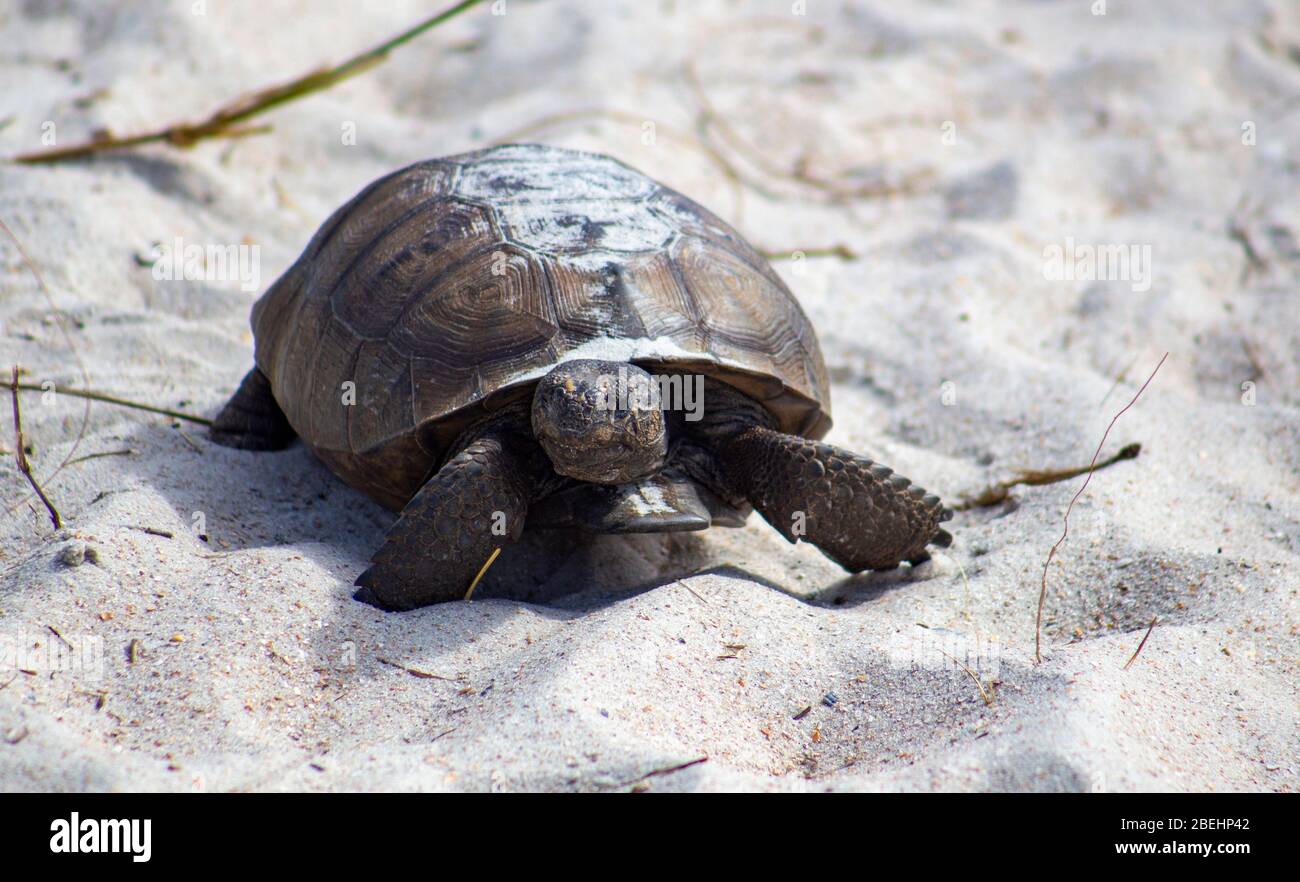 Eine Gopher-Schildkröte kriecht über die Dünen auf Amelia Island, Florida. Stockfoto