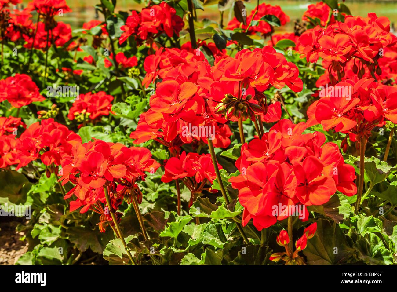 Pelargonium Lara Starshine, die am häufigsten als Zierpflanze
