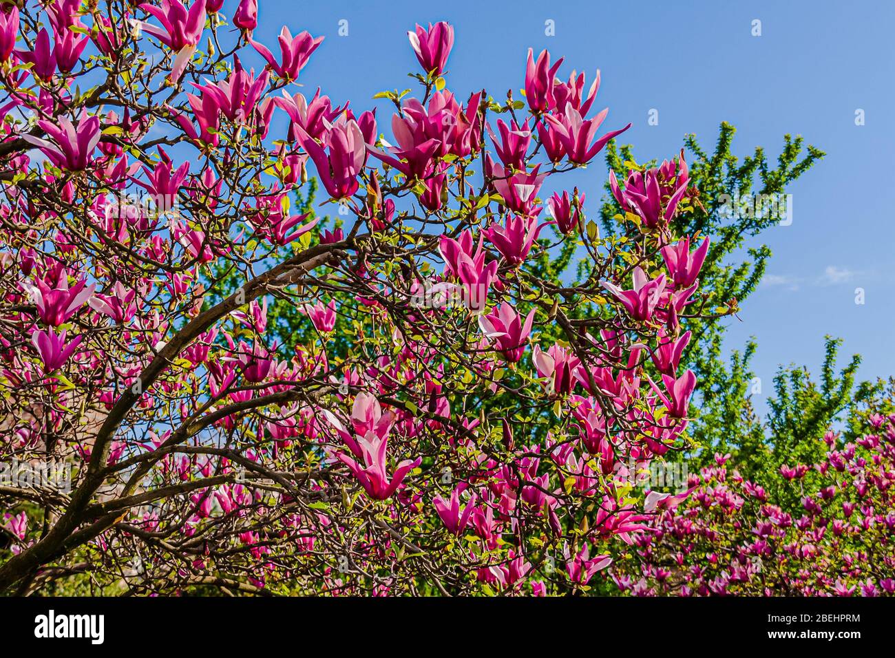 Blühende Zweige eines Magnolienbaums (Familie Magnoliaceae), gegen einen blauen Himmel. Stockfoto
