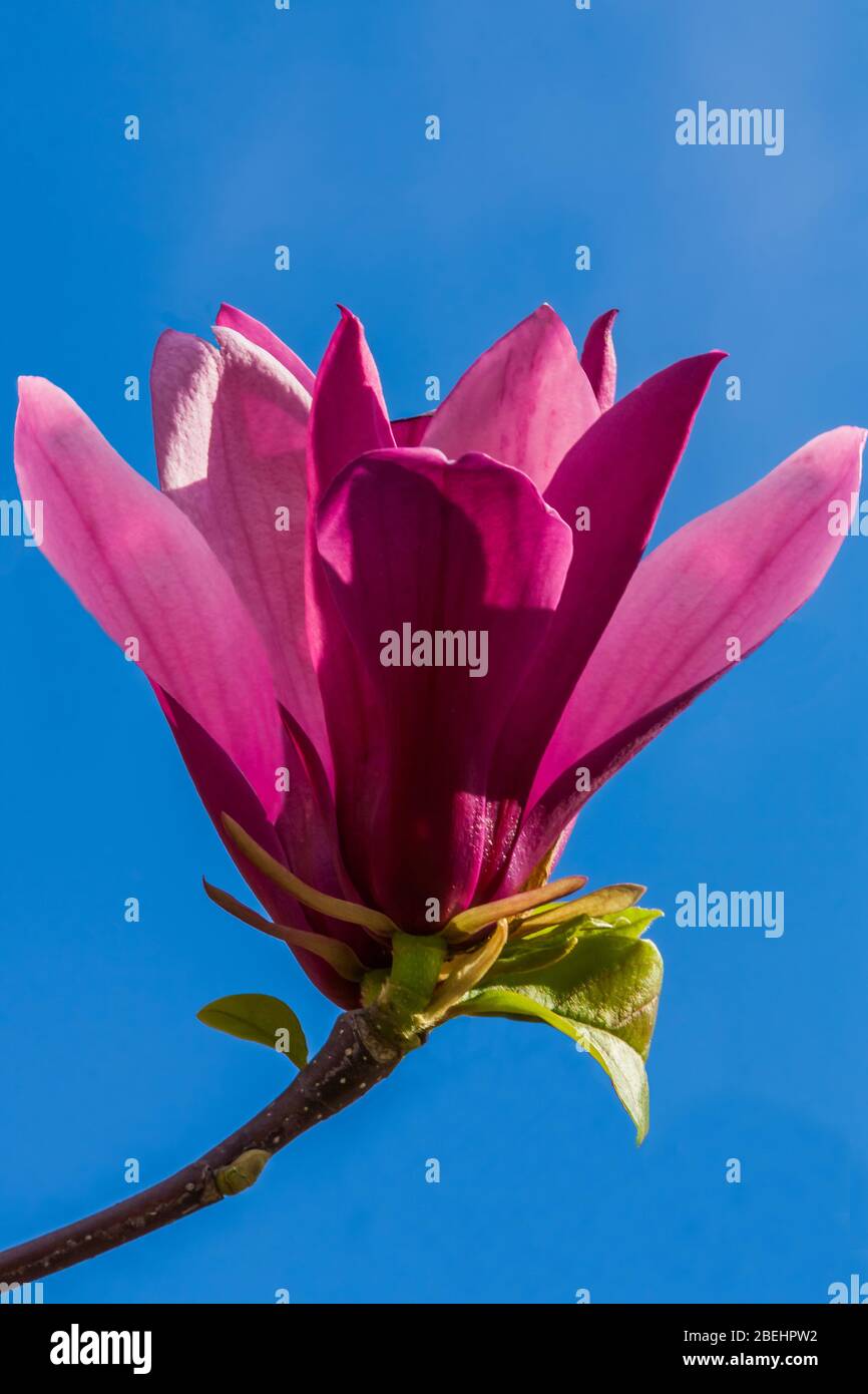 Nahaufnahme einer einzelnen Magnolienblüte (Familie Magnoliaceae) vor einem blauen Himmel. Stockfoto