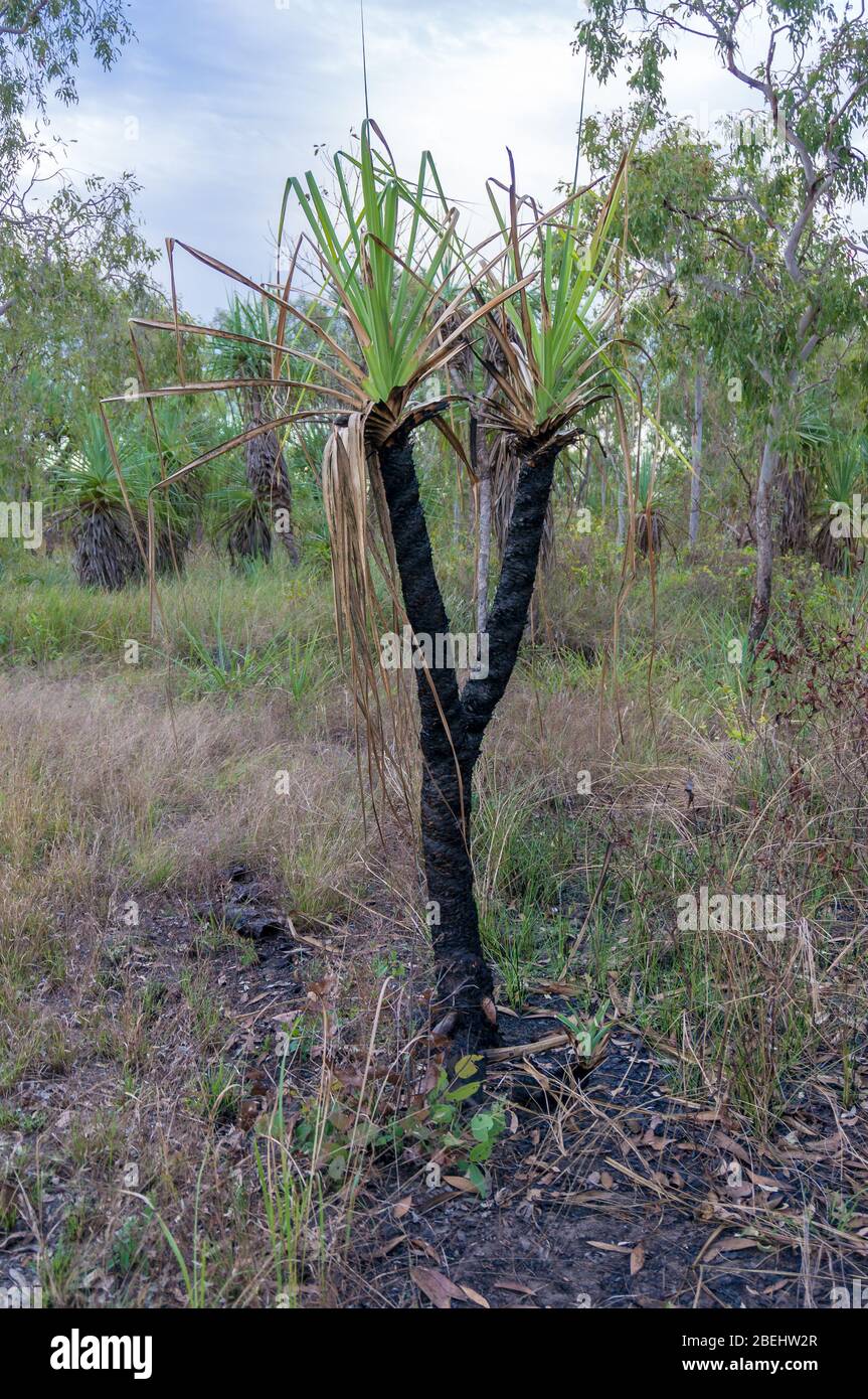 Verbrannter Baum mit Eschenstamm im Wald. Buschfeuer, Waldfeuer nach dem Brand mit verbrannten Pflanzen und neuem Wachstum Stockfoto