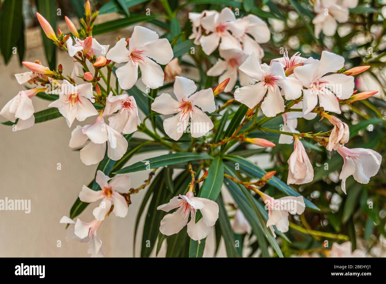 Hemerocallis fulva, die orange Tageslilie, die tawny Tageslilie, die Tiger-Tageslilie, die fulvous Tageslilie oder die Grabenlilie, ist eine Art der Tageslilie, die in Asien heimisch ist. Stockfoto