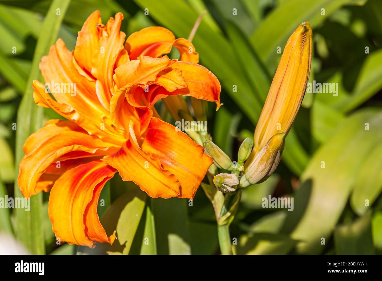 Hemerocallis fulva, die orange Tageslilie, die tawny Tageslilie, die Tiger-Tageslilie, die fulvous Tageslilie oder die Grabenlilie, ist eine Art der Tageslilie, die in Asien heimisch ist. Stockfoto