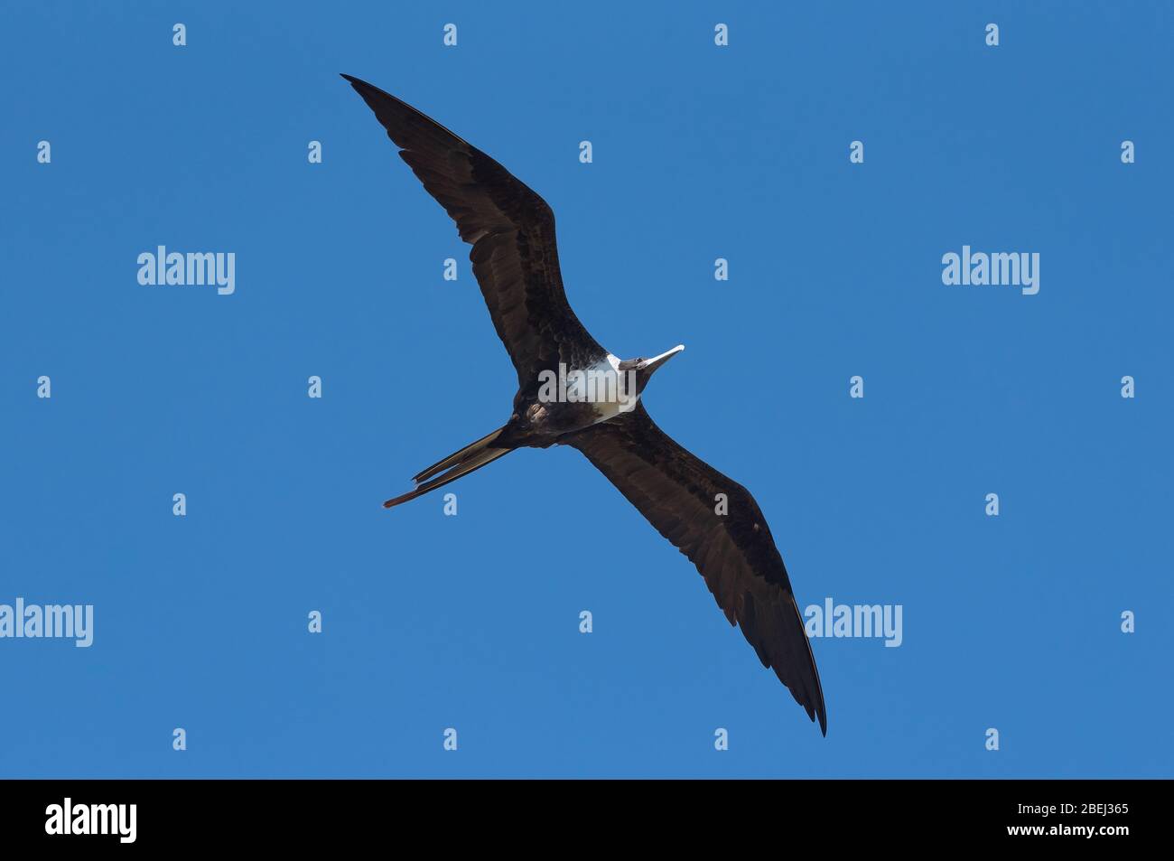Fregatebird an der Karibikküste von Yucatan, Mexiko Stockfoto