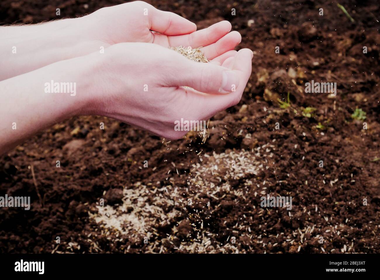 Hände streuen Samen über reichen braunen Boden Stockfoto