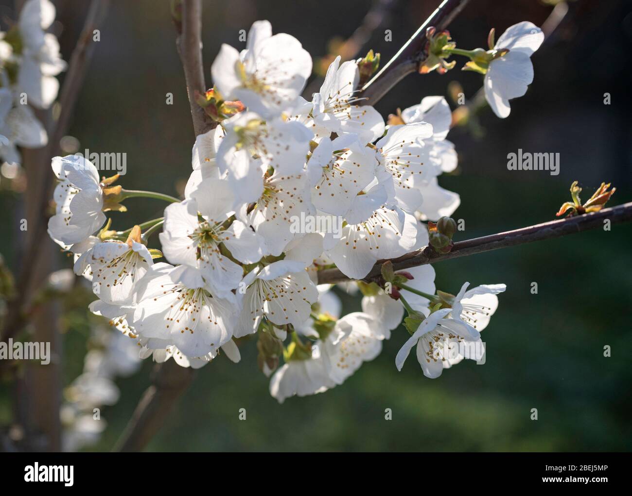 Nahaufnahme des blühenden Kirschbaums im Frühjahr Stockfoto