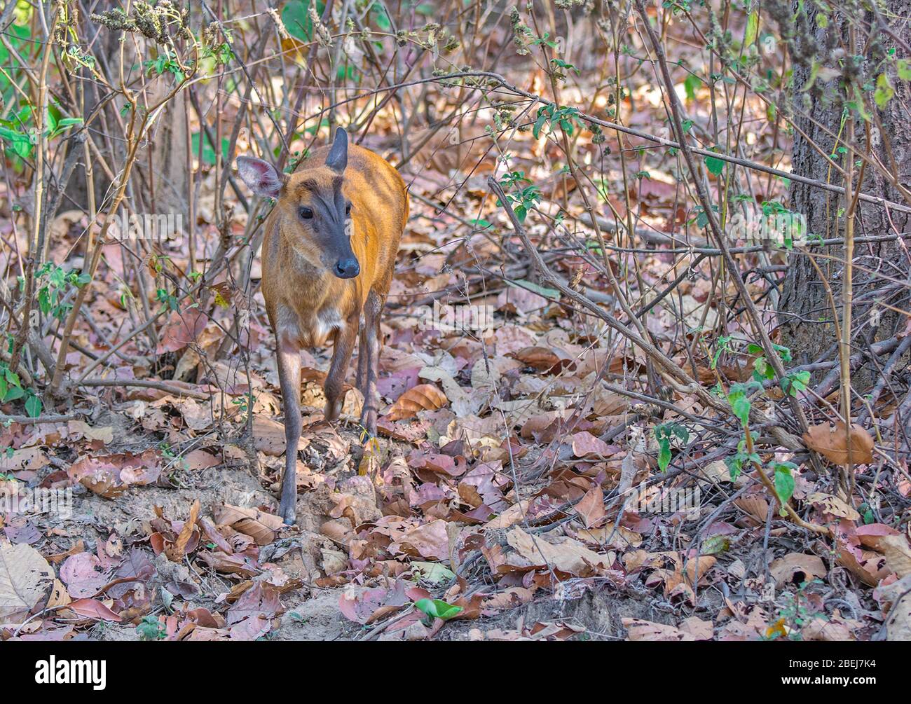 Ein Barking Deer im Kanha National Park, Madhya Pradesh, Indien Stockfoto