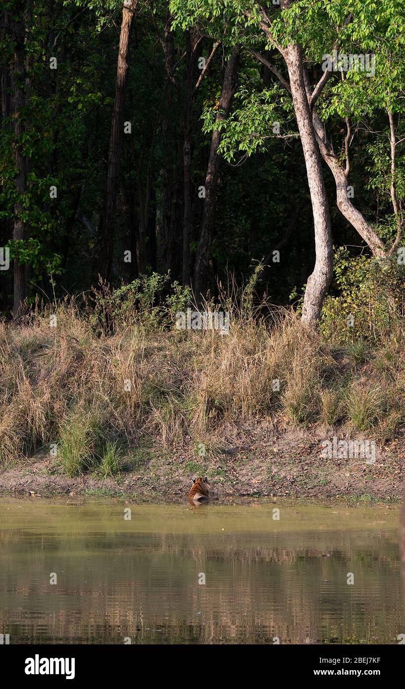Ein Bild von Chhota Munna Tiger, der im Wasser im Kanha National Park, Madhya Pradesh, Indien ruht Stockfoto