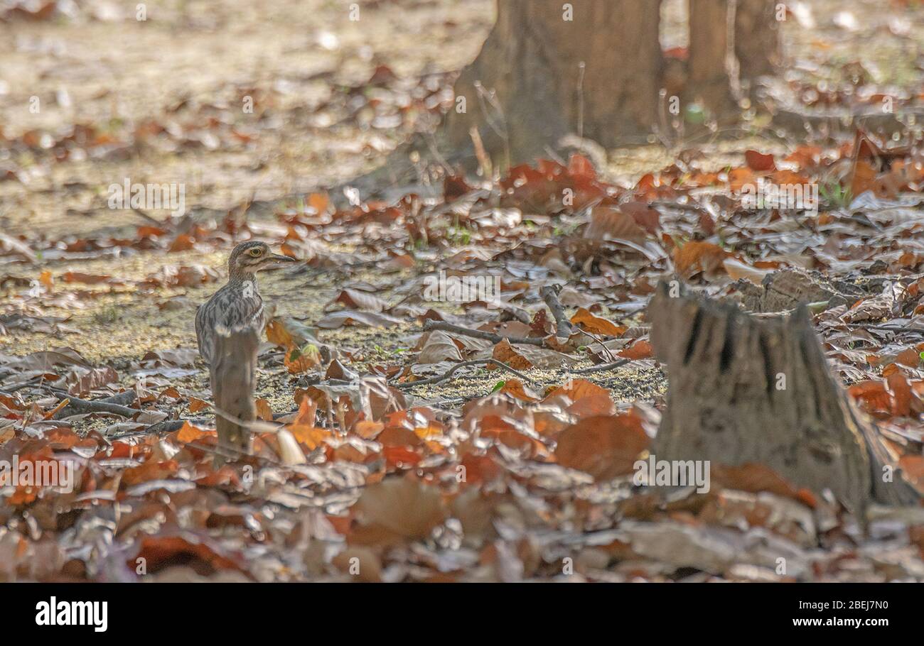 Ein indisches Dickkniegebiet im Kanha Tiger Reserve, Madhya Pradesh, Indien Stockfoto