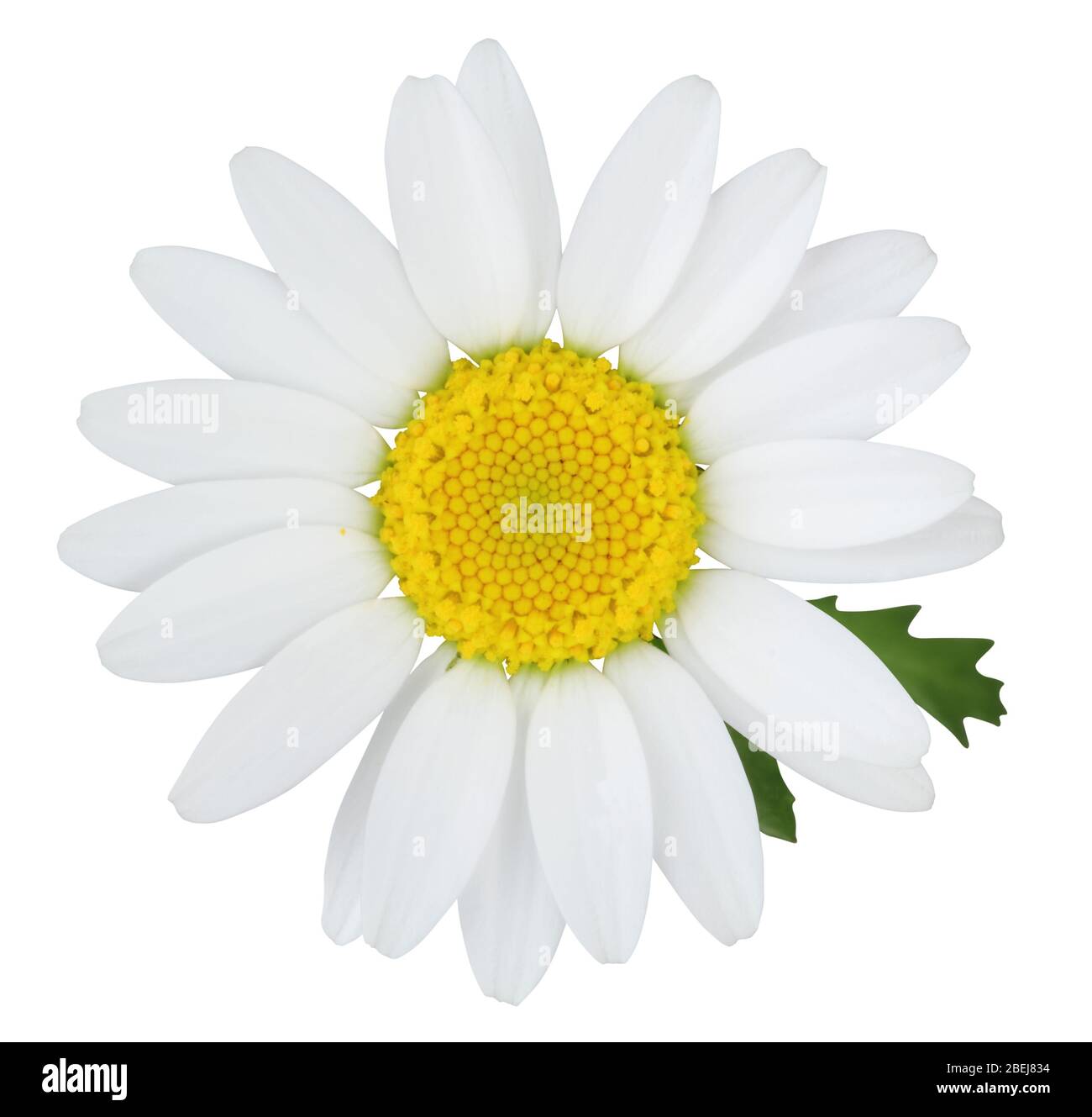 Daisy (Margerite) mit grünen Blättern isoliert auf weißem Hintergrund, einschließlich Clipping-Pfad, Deutschland Stockfoto