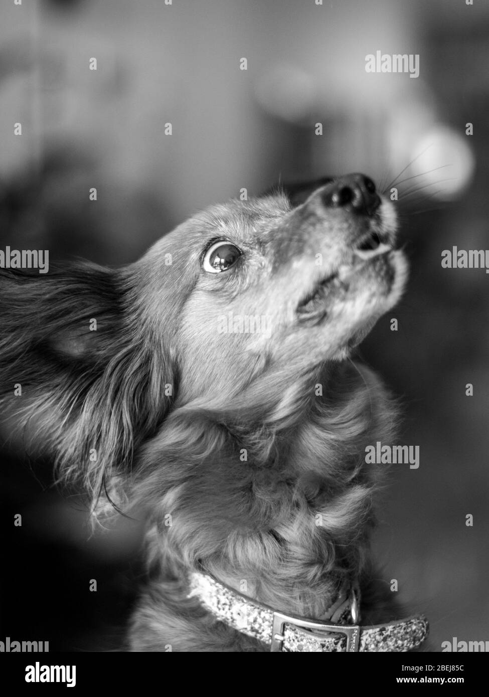 Isolierte Nahaufnahme eines einzigen roten Pelzes kleinen Hund Porträt Fütterung und Spaß haben - Israel Stockfoto