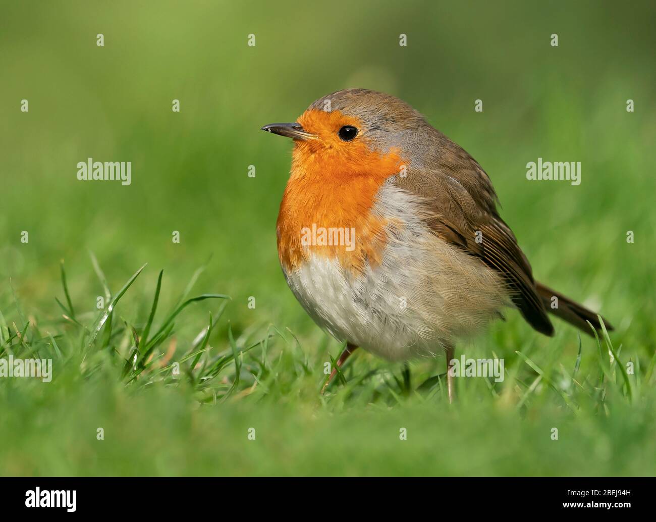 Ein Robin (Erithacus rubecula) auf einem Warwickshire Rasen Stockfoto