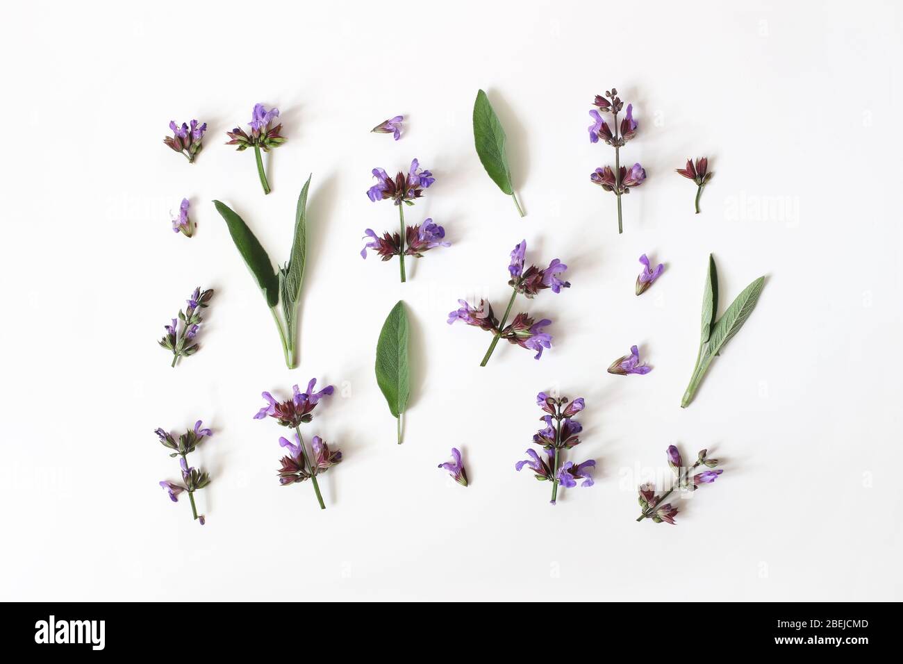 Im Sommer mit botanischem Muster. Florale Zusammensetzung von lila blauen Salbei, Salvia officinalis Blüten und grünen Blättern isoliert auf weißem Tischhintergrund. Heilen Stockfoto