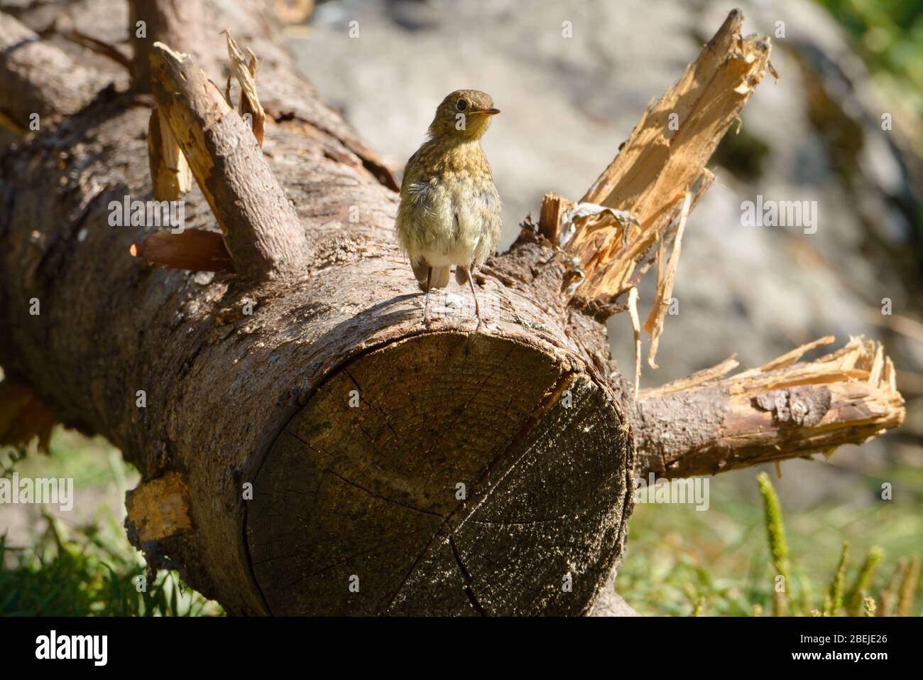 Niedliche lustige Baby Robin Vogel (Erithacus rubecula) auf den Baumstämmen eines geschnittenen großen Baumes. Junger kleiner europäischer Rotkehlvogel. Stockfoto