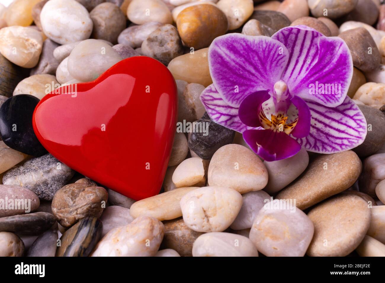 Roter herzförmiger Kieselstein, umgeben von Kieselsteinen und einer einzigen Orchideenblume Stockfoto