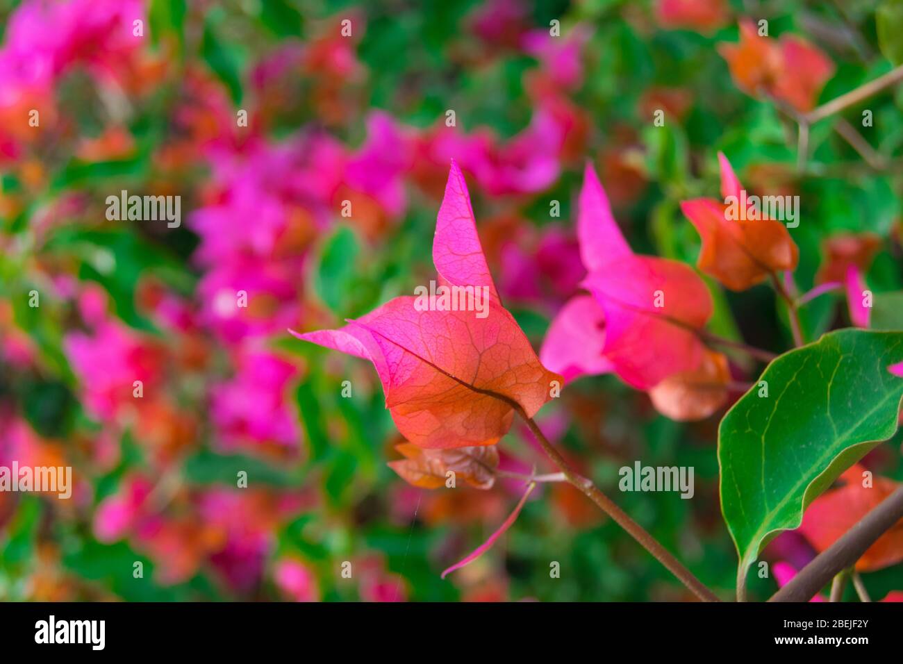 Schöne natürliche entspannende Bilder Stockfoto
