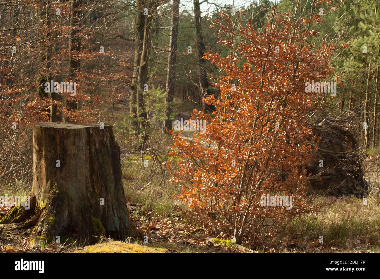Ein schönes Bild eines geschnittenen Stammes mit einem jungen Baum, der beides wächst. Stockfoto