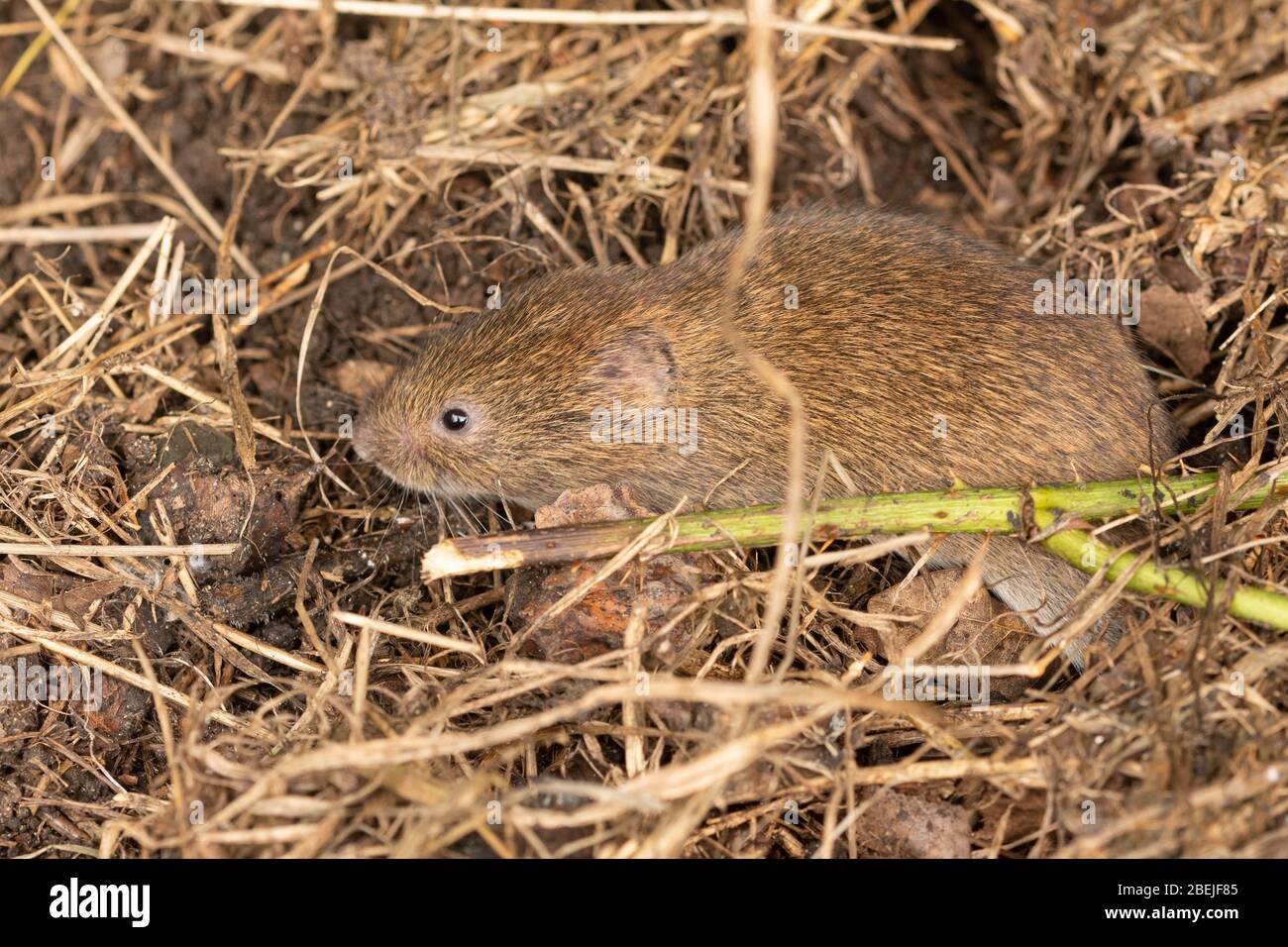 Feldvole (Microtus-Agrestis) auch Kurzwedelvole genannt, kleine britische Säugetiere Stockfoto