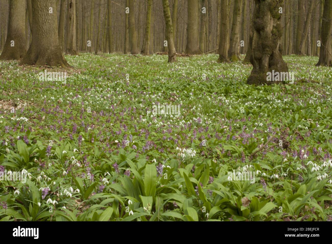 Bärlauch, der in einem schönen alten Wald wächst, ist eine sehr schmackhafte und gesunde Ergänzung zu vielen Gerichten. Stockfoto