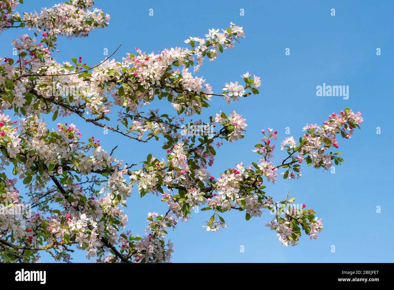 Apfelblüte, Apfelbaum in Blüte im April, Frühling, blauer Himmel, Großbritannien, April Stockfoto
