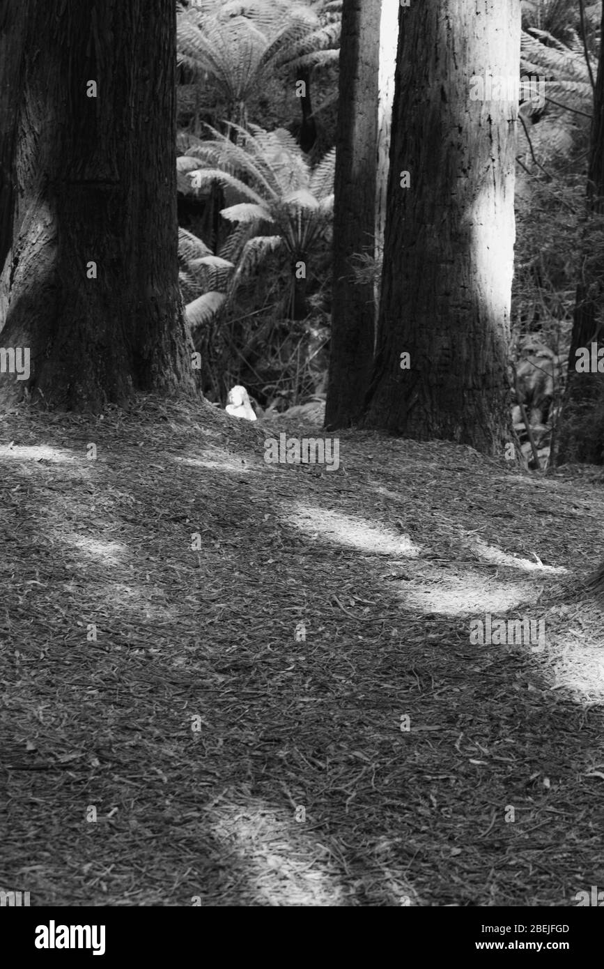 Redwood Wald Bäume und Effekte Stockfoto