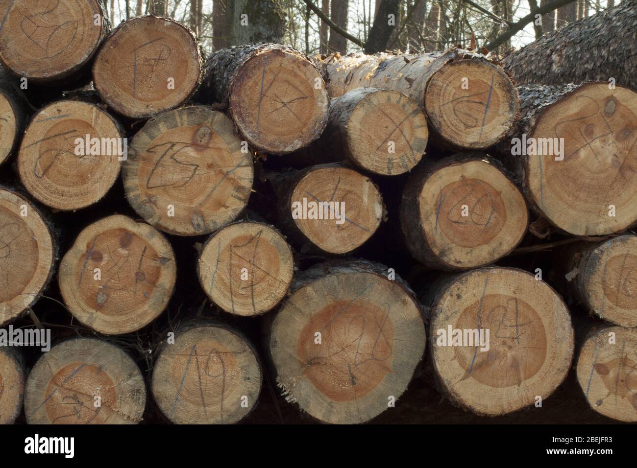 Frisch geschnittene und angeordnete Bäume bereit für die Entfernung aus dem Wald und Verkauf. Stockfoto