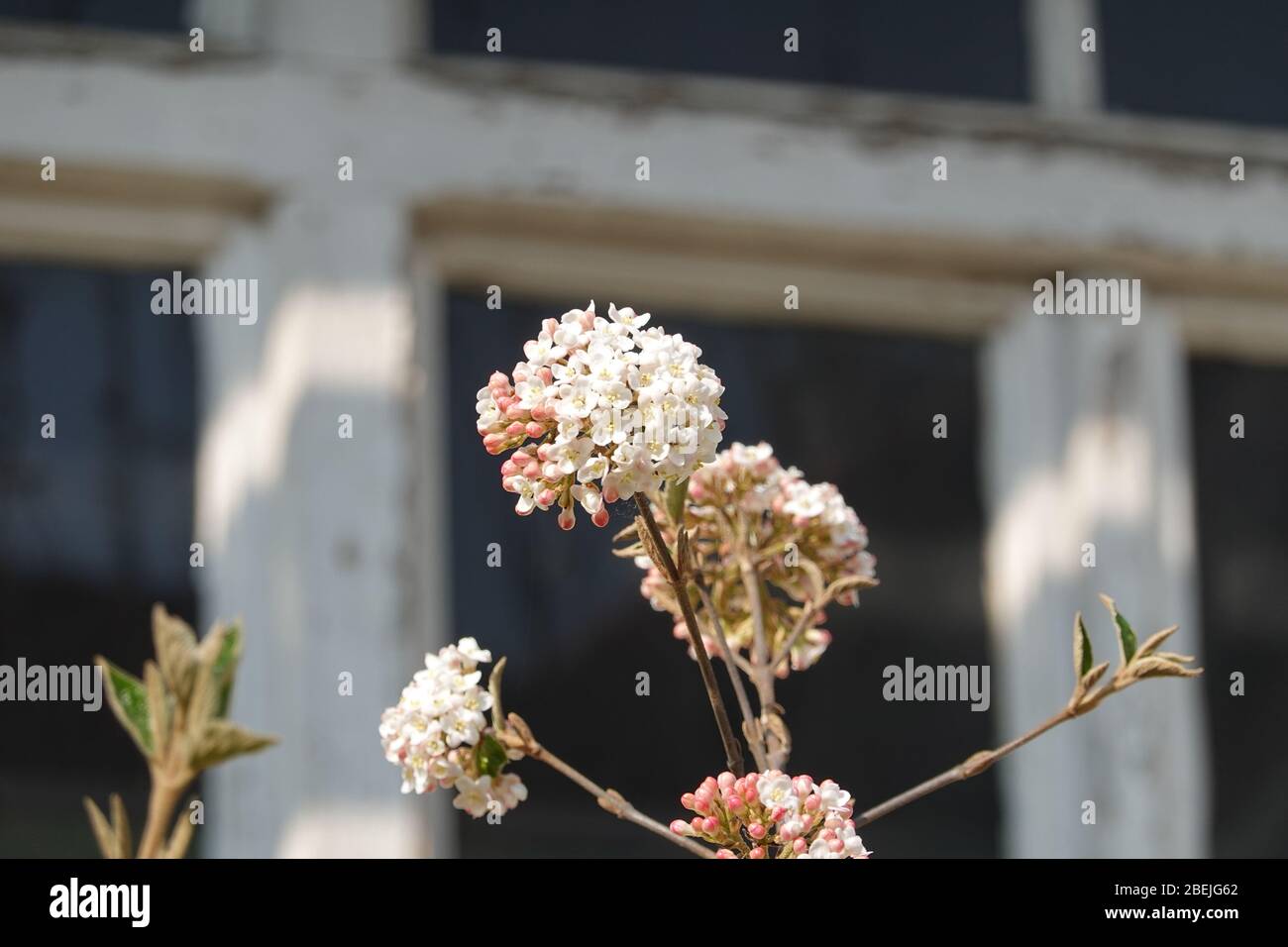 Weiße Blüten von virbunum burkwoodii Anne Russel, Osterschneball vor Holzfenster. Schönes Konzept für idyllischen Landgarten. Stockfoto