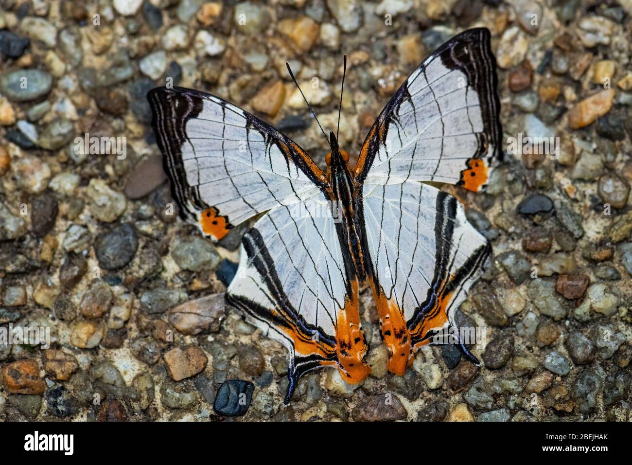 Geradeausfahrt Flügel - Cyrestis nivea, schöner farbiger Schmetterling aus südostasiatischen Wiesen und Wäldern, Malaysia. Stockfoto