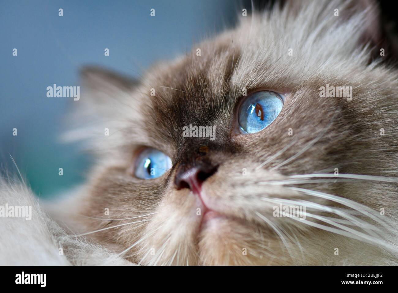 Ragdoll Katze mit blauen Augen Stockfoto