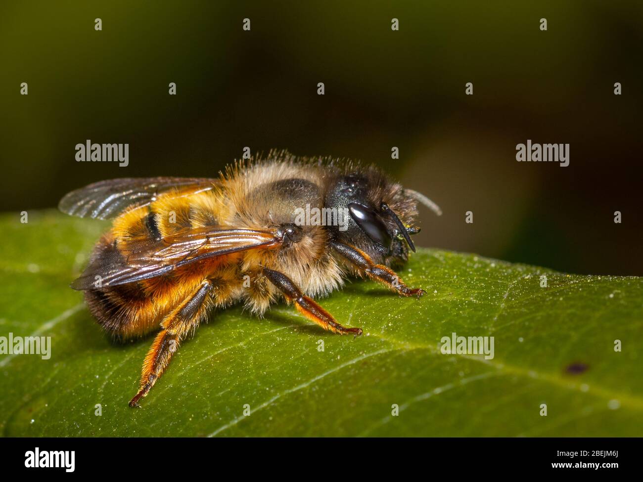 Nahaufnahme einer roten Maurerbiene Stockfoto